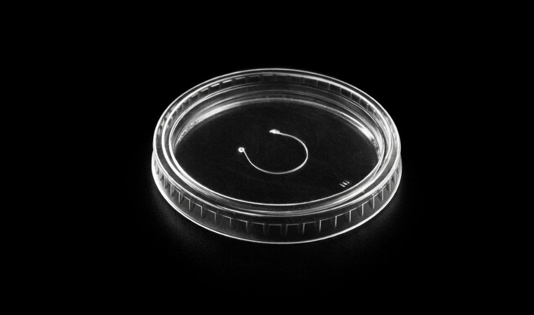 Punched Flat Lid 